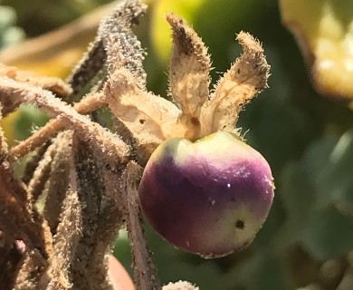 Solanum coquimbense