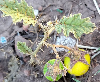 Solanum juvenale