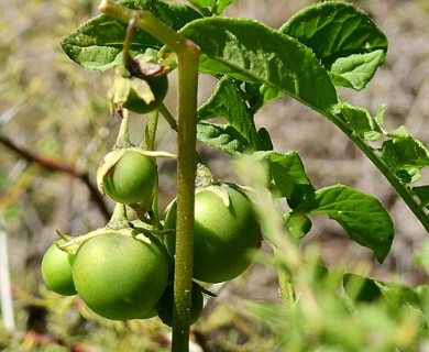 Solanum kurtzianum