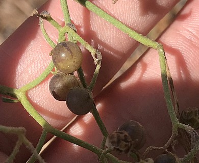 Solanum pinnatum
