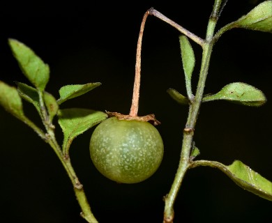 Solanum pygmaeum