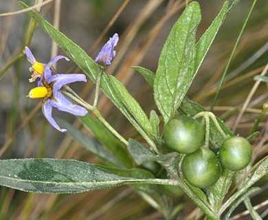 Solanum salicifolium