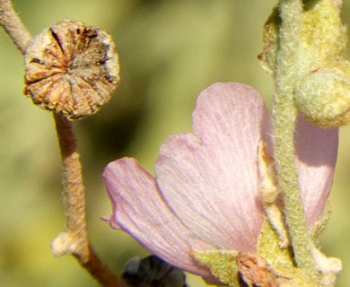 Sphaeralcea mendocina