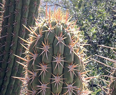 Trichocereus chiloensis