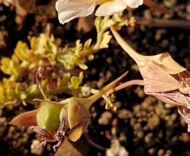 Tropaeolum sessilifolium