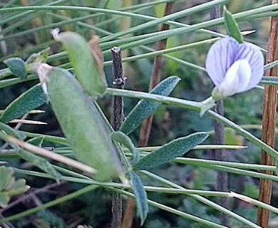 Vicia magellanica