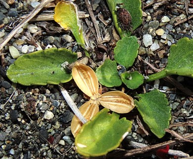 Viola maculata