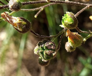 Wissadula gymnanthemum