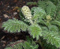 Acaena myriophylla