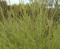 Ambrosia tenuifolia