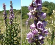 Angelonia integerrima