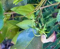 Aristolochia triangularis