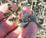 Atriplex deserticola