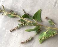 Atriplex prostrata