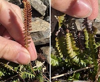 Austroblechnum penna-marina