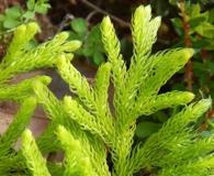 Austrolycopodium paniculatum