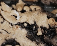 Austromelanelixia subglabra