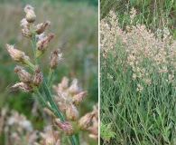 Baccharis spicata