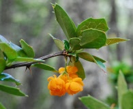 Berberis ilicifolia