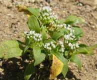 Boopis sessiliflora
