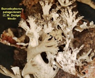 Bunodophoron patagonicum