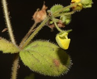 Calceolaria dichotoma