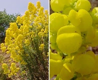 Calceolaria thyrsiflora