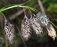 Carex banksii
