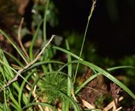 Carex firmula