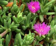 Carpobrotus chilensis