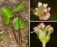 Centella asiatica