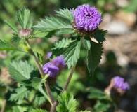 Centratherum punctatum