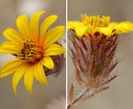 Chaetanthera ciliata