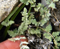 Cheilanthes mollis