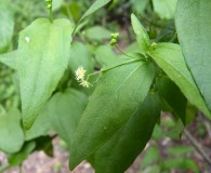 Chiropetalum tricuspidatum