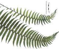 Christella hispidula
