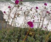 Cistanthe laxiflora