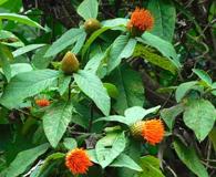 Cnicothamnus lorentzii