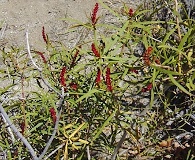 Colliguaja salicifolia