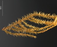 Cratoneuropsis relaxa