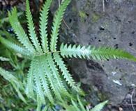 Cyclosorus interruptus