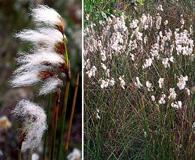 Cyperus trigynus