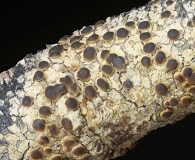 Degeliella versicolor