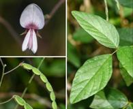 Desmodium affine