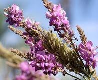 Desmodium cuneatum