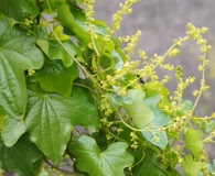 Dioscorea bryoniifolia