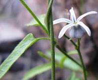 Diplolepis geminiflora