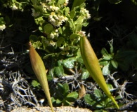 Diplolepis nummulariifolia