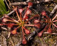 Drosera capillaris