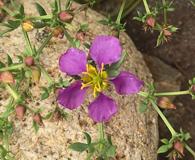 Fagonia chilensis